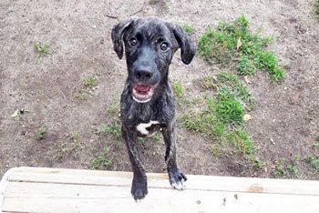Adopt Rescue Southampton Animal Shelter Foundation Southampton Animal Shelter Foundation