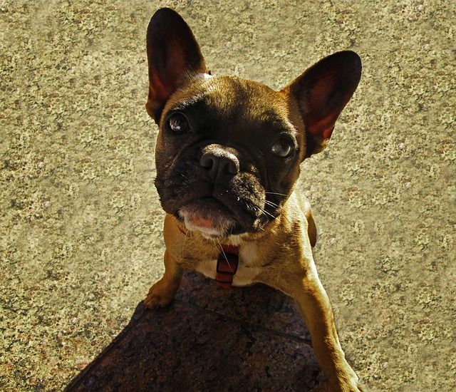 Strut your Mutt in NYC