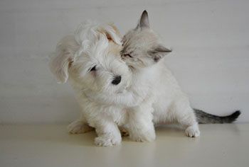 J. McLaughlin Adopt & Shop (Bridgehampton)