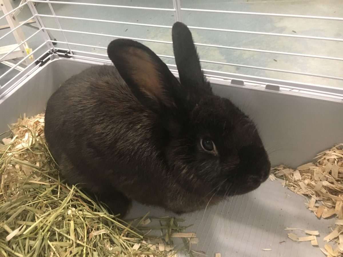 clover rabbit Southampton Animal Shelter Foundation