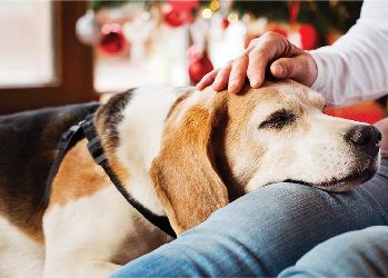 Petco Adoptathon (Bridgehampton)