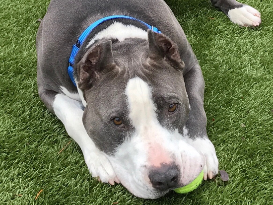 SENIOR DOGS AT SASF FETCH GRANT