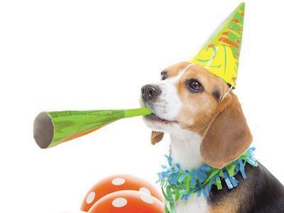 National Shelter Dog Birthday Celebration at South Fork Historical Museum