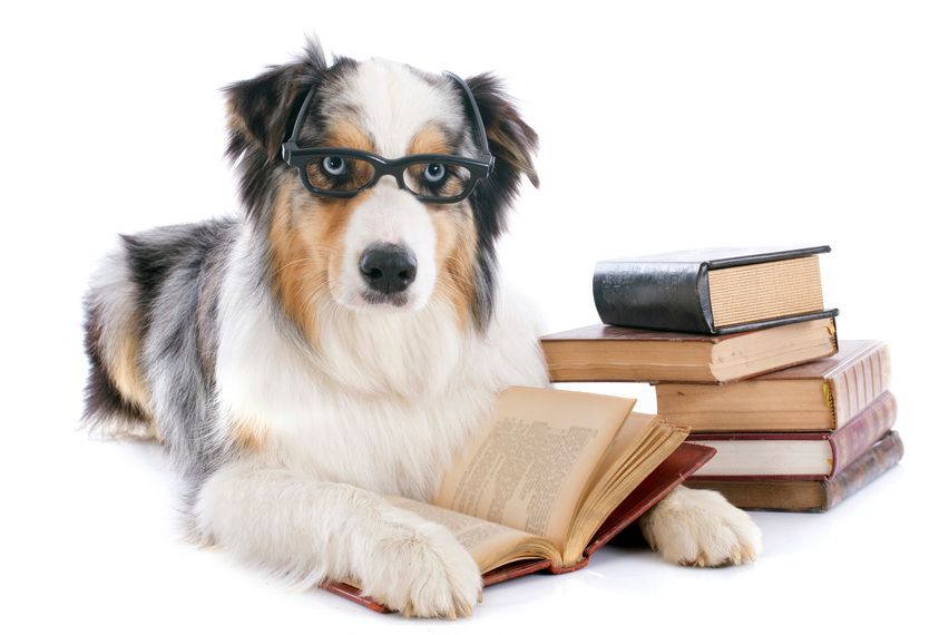 Dine, Dog, and Discuss - Westhampton Free Library