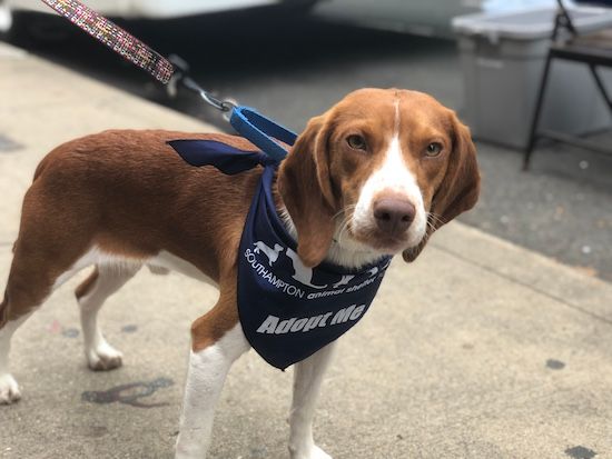 Center Moriches Library Adoption Event & Pawty