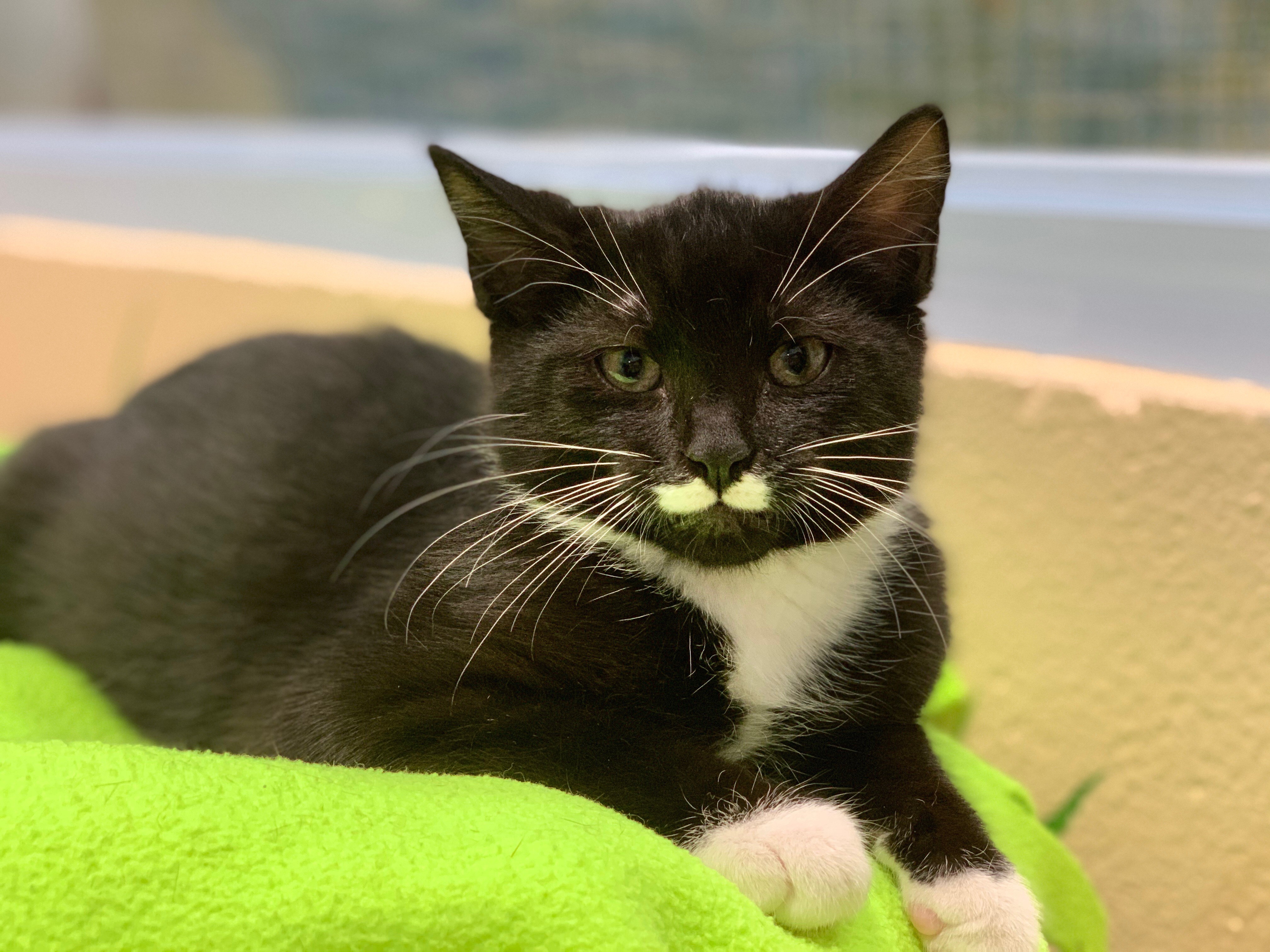 blue cross southampton cats for adoption