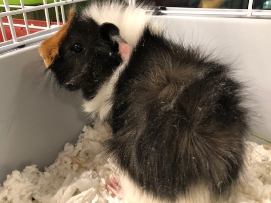 Huckleberry