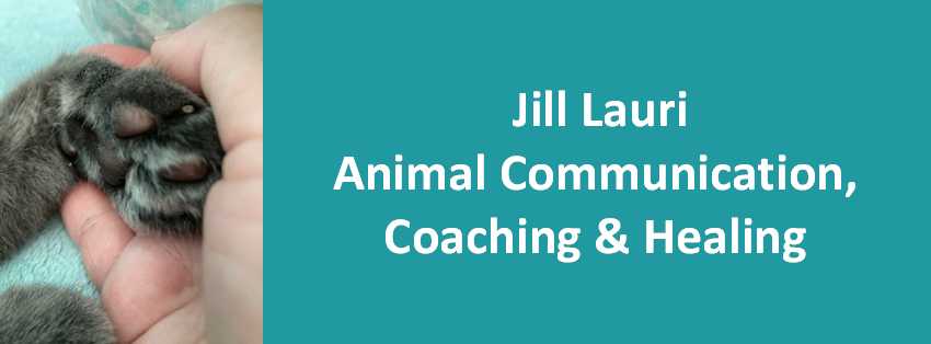 Jill Lauri