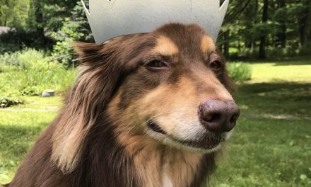 Paws Up For Our Favorite Celebrity Dogs!