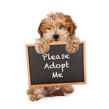 adopt me